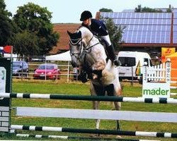 jumper Contender Z (Zangersheide riding horse, 2008, from Carat)