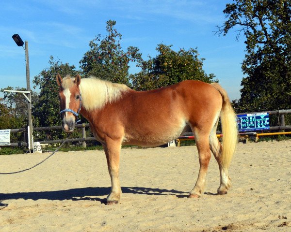 Pferd Hofrat (Haflinger, 1995)