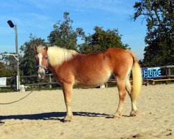 Pferd Hofrat (Haflinger, 1995)