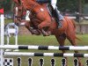 jumper Luis M.B. (Oldenburg show jumper, 2007, from Ludwig von Bayern 168 FIN)