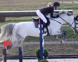 stallion Cupido Maibelle Z (Zangersheide riding horse, 2002, from Chellano Z)