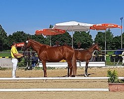 Zuchtstute First Lady (Hannoveraner, 2011, von Fuechtels Floriscount OLD)