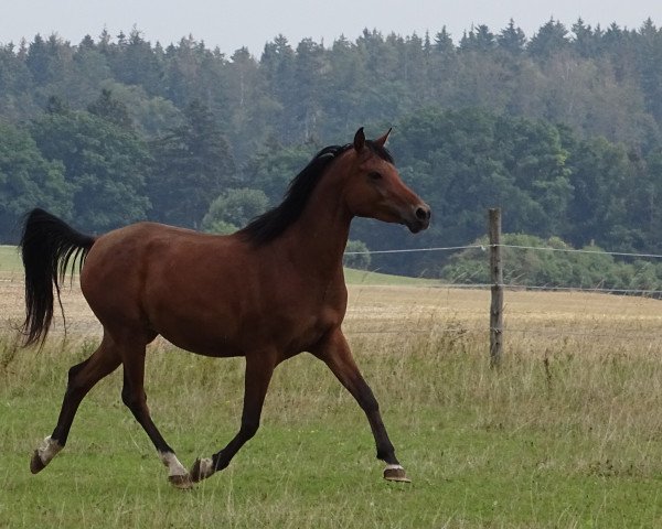 broodmare Majidha bint Maleika (Arabian thoroughbred, 2009, from Ibn Baldaz ox)