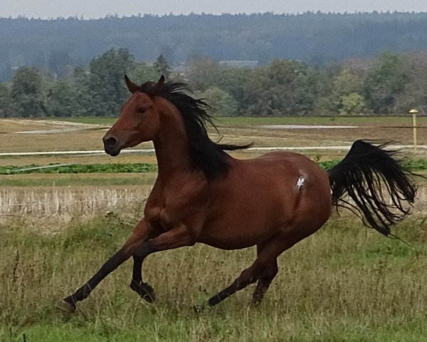 horse Lilette (Anglo-Arabs, 2010, from Ibn Baldaz ox)