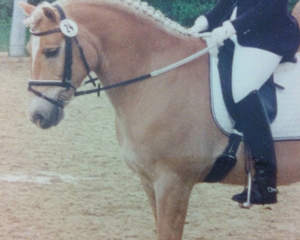 dressage horse Mini-Cooper (unknown, 1989)
