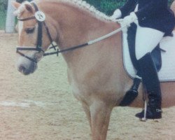 dressage horse Mini-Cooper (unknown, 1989)