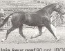 Zuchtstute Unia (Koninklijk Warmbloed Paardenstamboek Nederland (KWPN), 1978, von Eros)