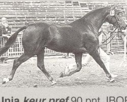 Zuchtstute Unia (KWPN (Niederländisches Warmblut), 1978, von Eros)