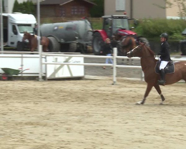 Reitturnier Schwyz 2020