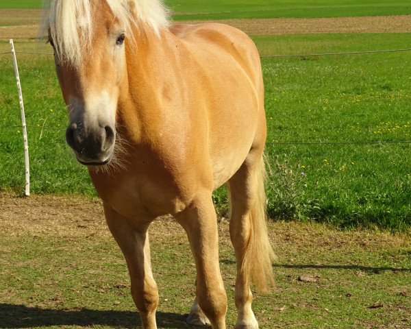 Pferd Romeo (Haflinger, 2012, von liz. 410/T Sevruga)