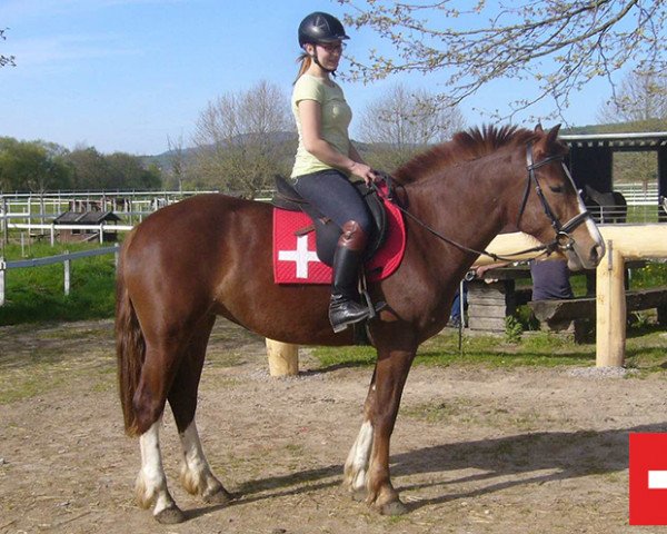 horse Shakira (Freiberger, 2010, from Hornet CH)