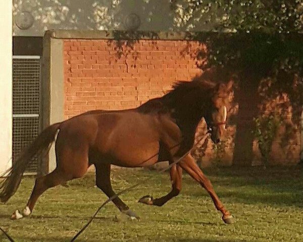 Springpferd London (Ungarisches Warmblut, 2012, von Lucnaor)