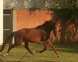 jumper London (Hungarian Warmblood, 2012, from Lucnaor)