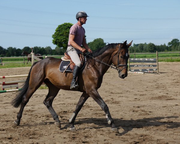 Springpferd Eragon (Rheinländer, 2010, von Erasmus)