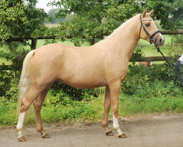 Pferd Hengst v. Oxford (Deutsches Reitpony, 2013, von High Flow's Oxford)