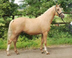 horse Hengst v. Oxford (German Riding Pony, 2013, from High Flow's Oxford)