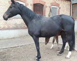 broodmare Dembele (Hanoverian, 2014, from Destano)