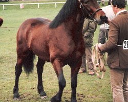 stallion Maesmynach Comet (Welsh-Cob (Sek. D), 1983, from Madeni Welsh Comet)