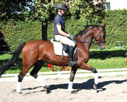 jumper Lilly (Hanoverian, 2010, from Lordanos)