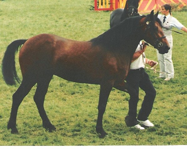 stallion Maesmynach Cymro Coch (Welsh-Cob (Sek. D), 1990, from Maesmynach Flyer)
