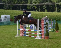 jumper Cora (German Sport Horse, 2004, from Can Can)