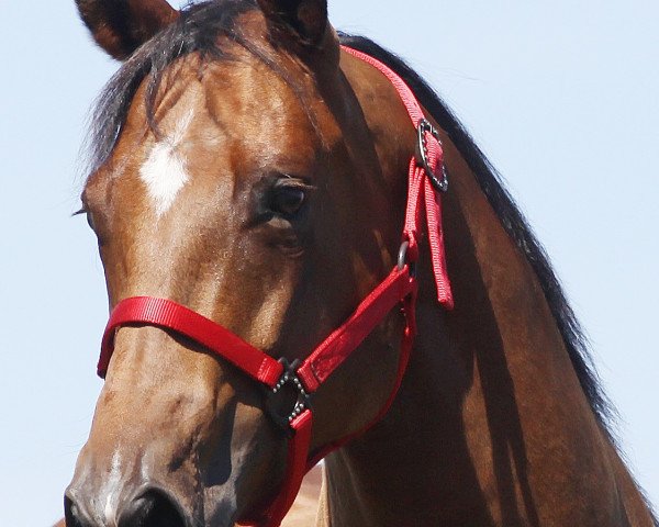 Pferd Cowboys Coco Chanel (Quarter Horse, 2005, von Dunnit Like A Cowboy)