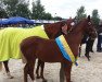 broodmare Donna Duana (German Sport Horse, 2017, from Don Diamond)