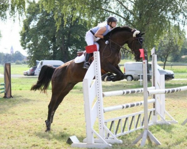 dressage horse Noblesse Nature (German Warmblood, 2004, from Nature du Lys)