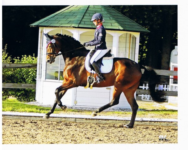broodmare Wenzels Roomy (Oldenburg, 2009, from Serano Gold)