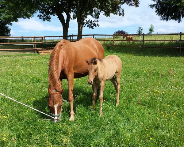 broodmare Debby-Red (German Riding Pony, 2001, from Derbino)