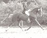 broodmare Monic (KWPN (Royal Dutch Sporthorse), 1971, from Galopin)