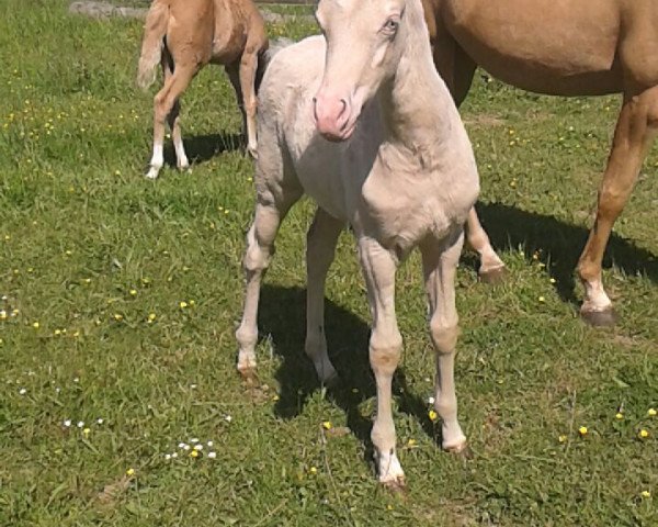 Zuchtstute Cinderella (Deutsches Reitpony, 2015, von Cadlanvalley Sir Ivanhoe)