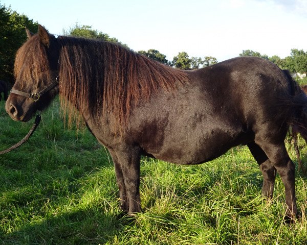 Zuchtstute Roxy Lady v. Stal Oude Hoeve (Shetland Pony, 2001)