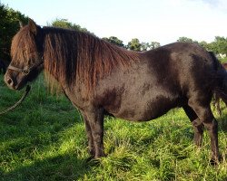 broodmare Roxy Lady v. Stal Oude Hoeve (Shetland Pony, 2001)