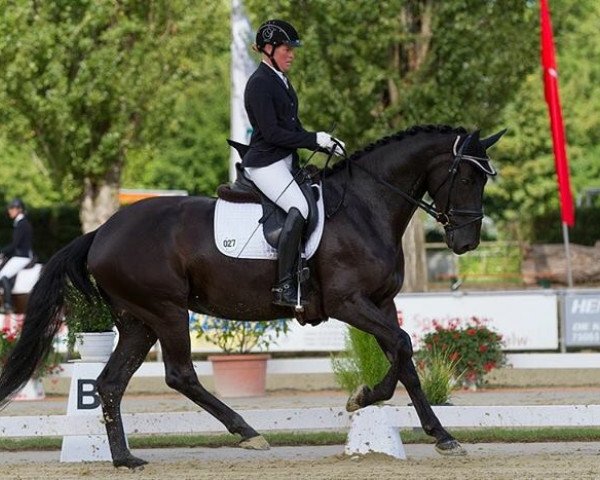 dressage horse Daja Nigra (Hanoverian, 2010, from Damsey FRH)