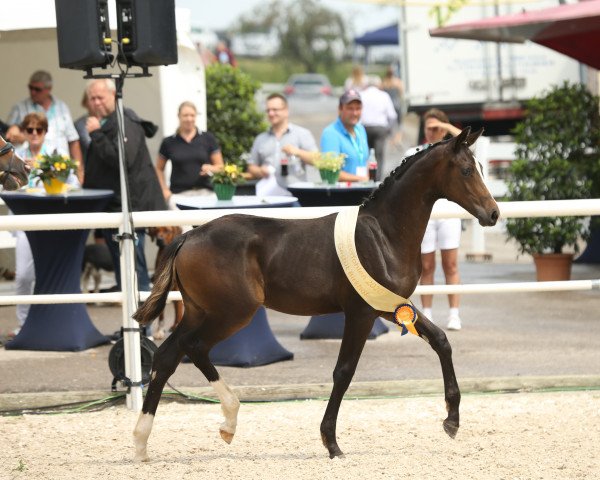 dressage horse Baboo (German Sport Horse, 2020, from Bohemian)