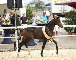 dressage horse Baboo (German Sport Horse, 2020, from Bohemian)