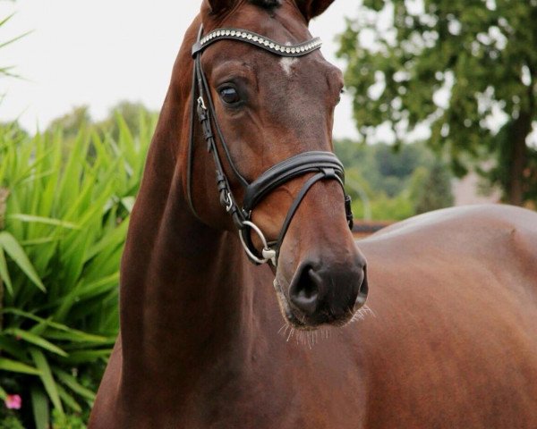 dressage horse Damon's Donarino (Westphalian, 2010, from Damon Hill)