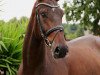 dressage horse Damon's Donarino (Westphalian, 2010, from Damon Hill)