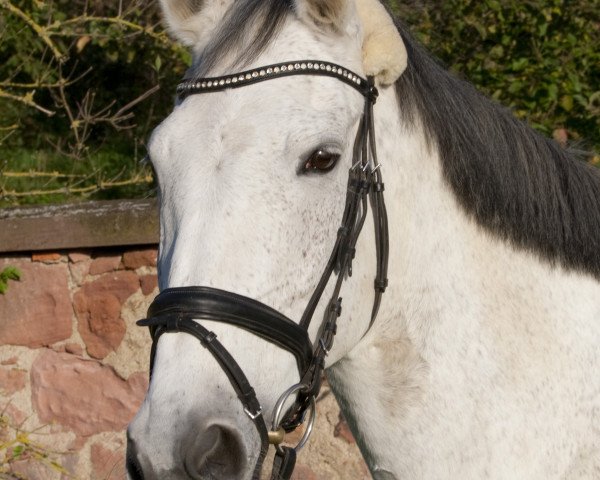 dressage horse Swarnsby M (Hessian Warmblood, 2002, from Star Regent xx)