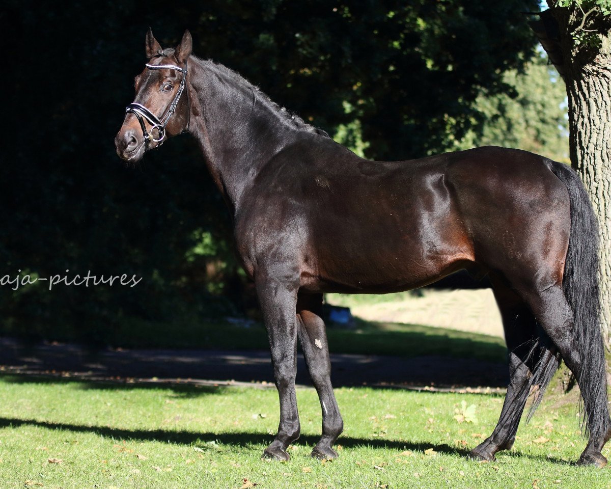 stallion Lassar (Bavarian, 1995, from Lanacar)