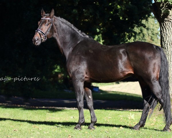 stallion Lassar (Bavarian, 1995, from Lanacar)