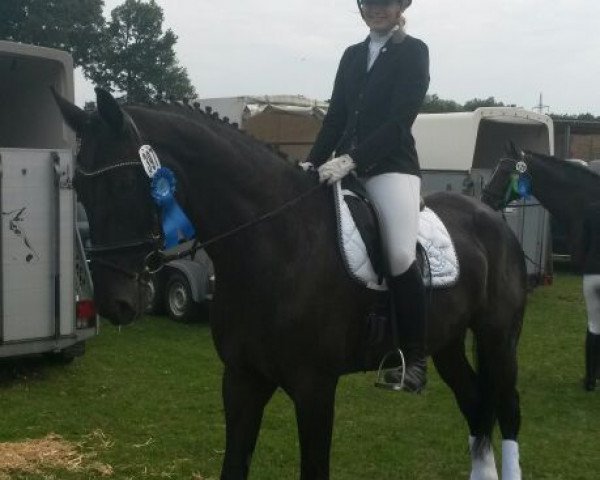 dressage horse Dynamite (Hanoverian, 2009, from Desperados FRH)