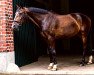 dressage horse Korsyka 2 (Polish Warmblood, 2003, from Lotos)