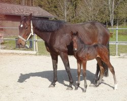 broodmare Wahibi (Westphalian, 2013, from Wilkens)