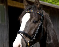 Pferd Dustin (Holsteiner, 2009, von Dolany)