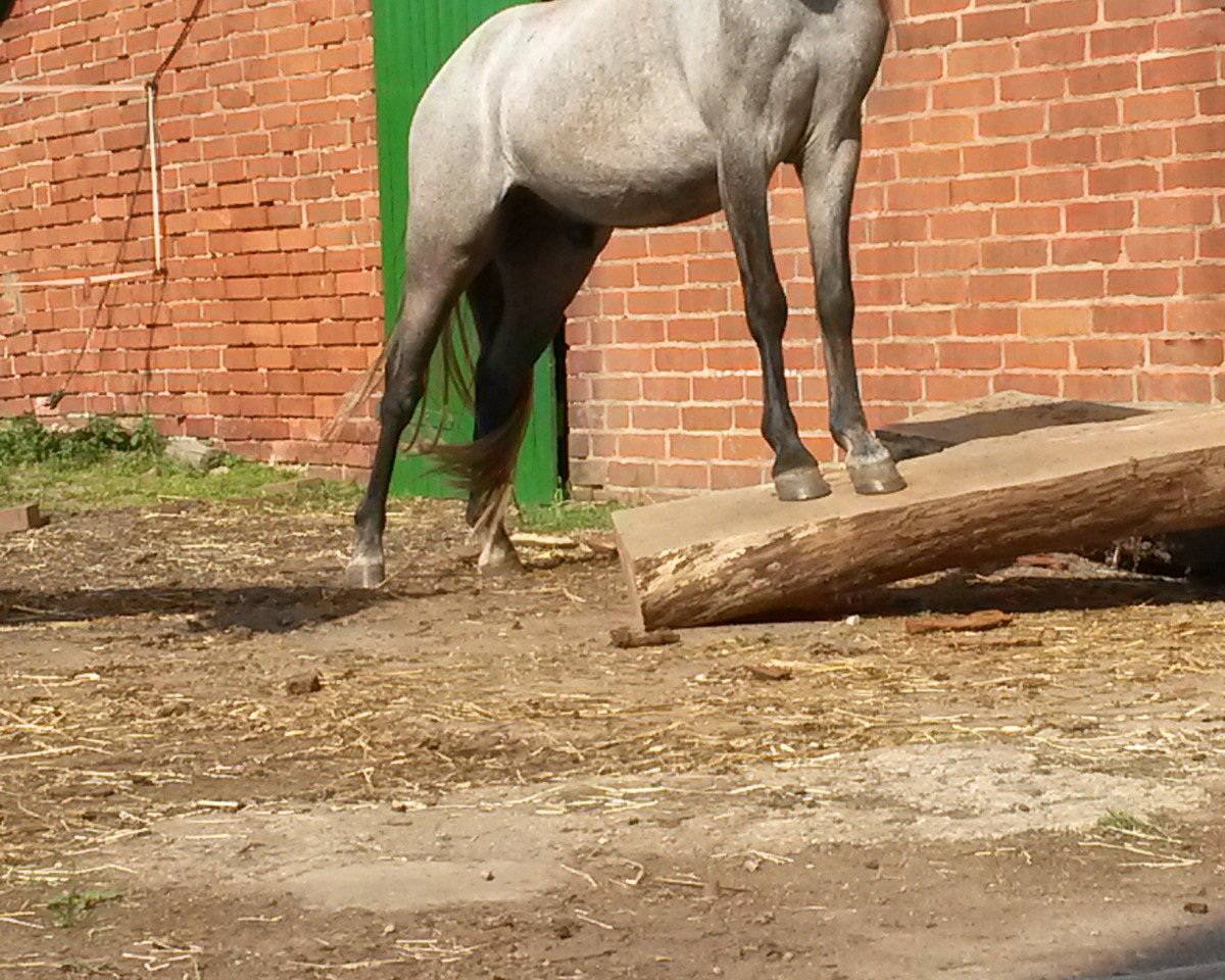 stallion Jumper (Welsh-Pony (Section B), 2012)