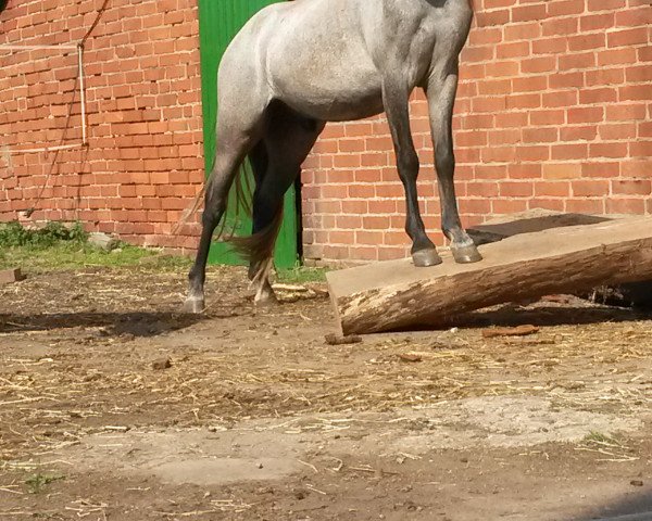 stallion Jumper (Welsh-Pony (Section B), 2012)