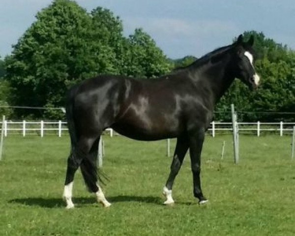 broodmare Prime Time (Westphalian, 2000, from FS Pour l'Amour)