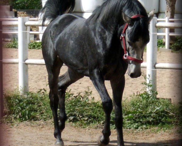 horse El Saalah ibn Armani (Arabian thoroughbred, 2007, from Ajm Armani ox)